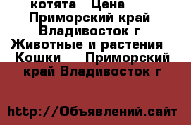 котята › Цена ­ 7 - Приморский край, Владивосток г. Животные и растения » Кошки   . Приморский край,Владивосток г.